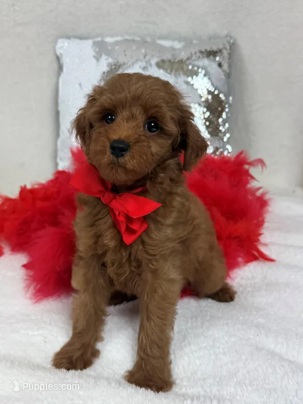 Brinley Red Boy – Miniature Goldendoodle puppy for sale in Bullard, TX