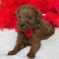 Brinley Red Boy, a male Miniature Goldendoodle for sale in Bullard, TX – Photo 6 of 8