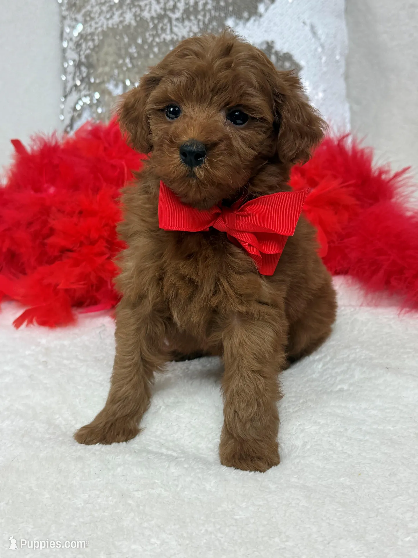 Brinley Red Boy – Miniature Goldendoodle puppy for sale in Bullard, TX