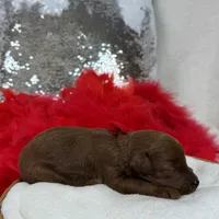 Brinley Red Boy, a male Miniature Goldendoodle for sale in Bullard, TX – Photo 8 of 8