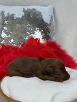 Brinley Red Boy, a male Miniature Goldendoodle for sale in Bullard, TX – Photo 2 of 2