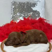 Brinley Red Boy, a male Miniature Goldendoodle for sale in Bullard, TX – Photo 7 of 8