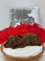 Brinley Red Boy, a male Miniature Goldendoodle for sale in Bullard, TX – Photo 1 of 2
