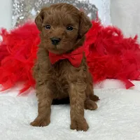 Brinley Red Boy, a male Miniature Goldendoodle for sale in Bullard, TX – Photo 5 of 8