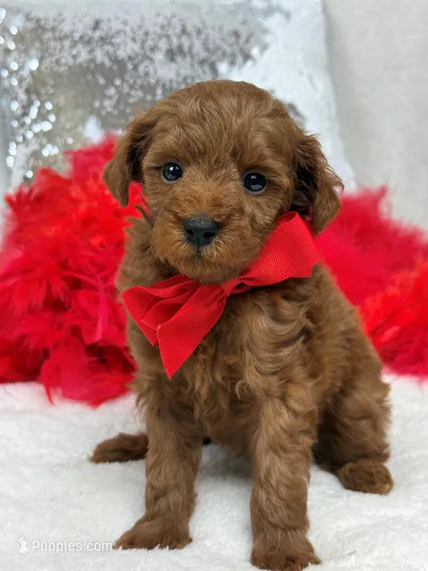 Brinley Red Boy – Miniature Goldendoodle puppy for sale in Bullard, TX
