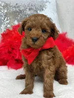 Brinley Red Boy, a male Miniature Goldendoodle for sale in Bullard, TX – Photo 4 of 8