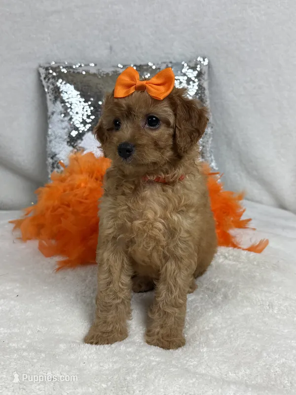 Mia's Orange Girl – Cavapoo puppy for sale in Bullard, TX