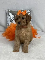 Mia's Orange Girl, a female Cavapoo for sale in Bullard, TX – 1 of 7