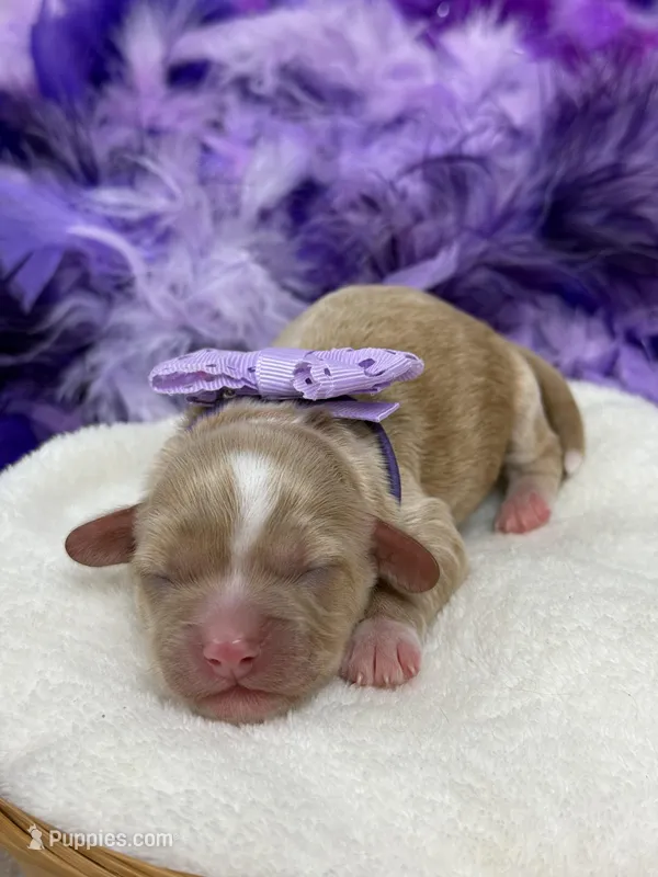 Rae Rae Purple Girl – Cavapoo puppy for sale in Bullard, TX