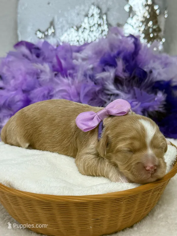 Rae Rae Purple Girl – Cavapoo puppy for sale in Bullard, TX