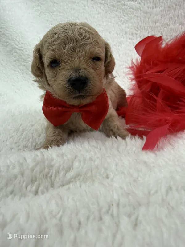 Chloe's Red Boy – Maltipoo puppy for sale in Bullard, TX