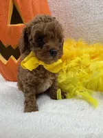 Jules Yellow Boy, a male Poodle - Miniature  for sale in Bullard, TX – 6 of 7