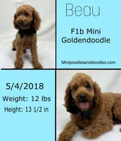 Beau, a male Miniature Goldendoodle for sale in Bullard, TX – Photo 2 of 2