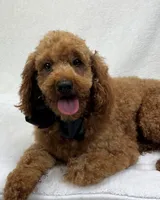 Beau, a male Miniature Goldendoodle for sale in Bullard, TX – Photo 1 of 2