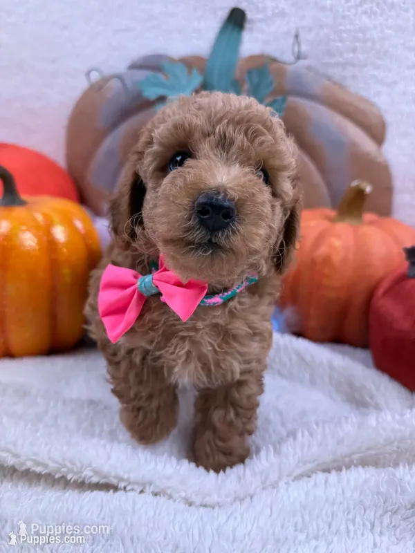 Aspen's Coral Boy – Miniature Bernedoodle puppy for sale in Bullard, TX