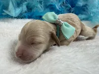 Kylie's Turquoise Girl, a female Cockapoo for sale in Bullard, TX – 2 of 2