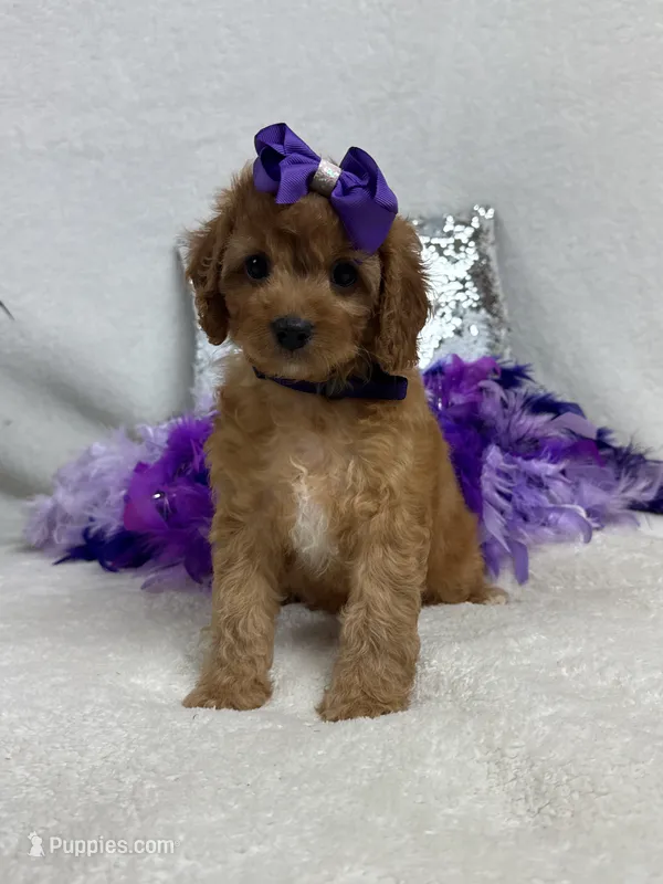 Mia's Purple Girl – Cavapoo puppy for sale in Bullard, TX