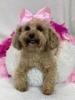 Chloe, a female Maltipoo for sale in Bullard, TX – Photo 4 of 7