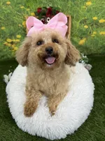 Chloe, a female Maltipoo for sale in Bullard, TX – Photo 6 of 7