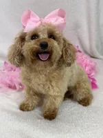 Chloe, a female Maltipoo for sale in Bullard, TX – Photo 5 of 7