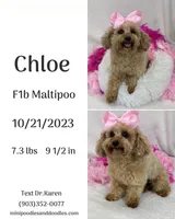 Chloe, a female Maltipoo for sale in Bullard, TX – Photo 3 of 7