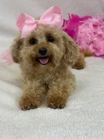 Chloe, a female Maltipoo for sale in Bullard, TX – Photo 2 of 7