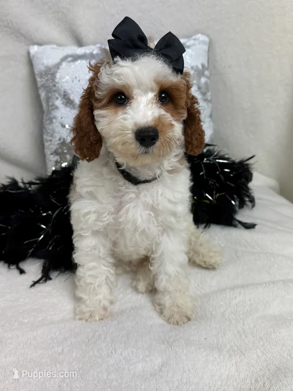 Ellie's Black Girl – Cavapoo puppy for sale in Bullard, TX