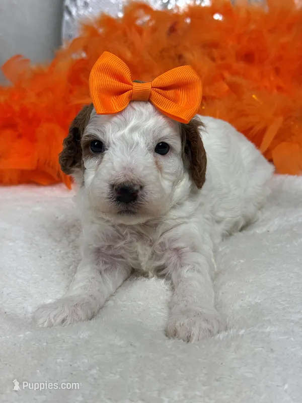 Ellie's Orange Girl – Cavapoo puppy for sale in Bullard, TX