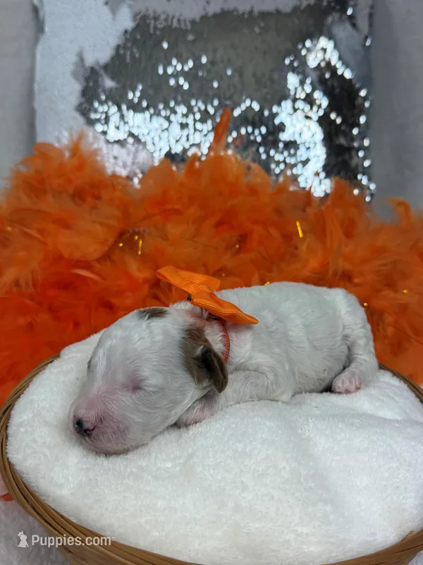 Ellie's Orange Girl – Cavapoo puppy for sale in Bullard, TX