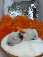 Ellie's Orange Girl, a female Cavapoo for sale in Bullard, TX – Photo 1 of 2