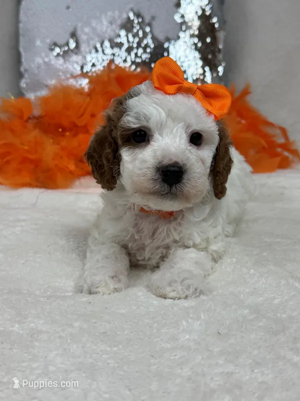 Ellie's Orange Girl – Cavapoo puppy for sale in Bullard, TX