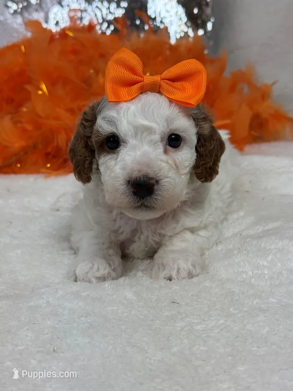 Ellie's Orange Girl – Cavapoo puppy for sale in Bullard, TX