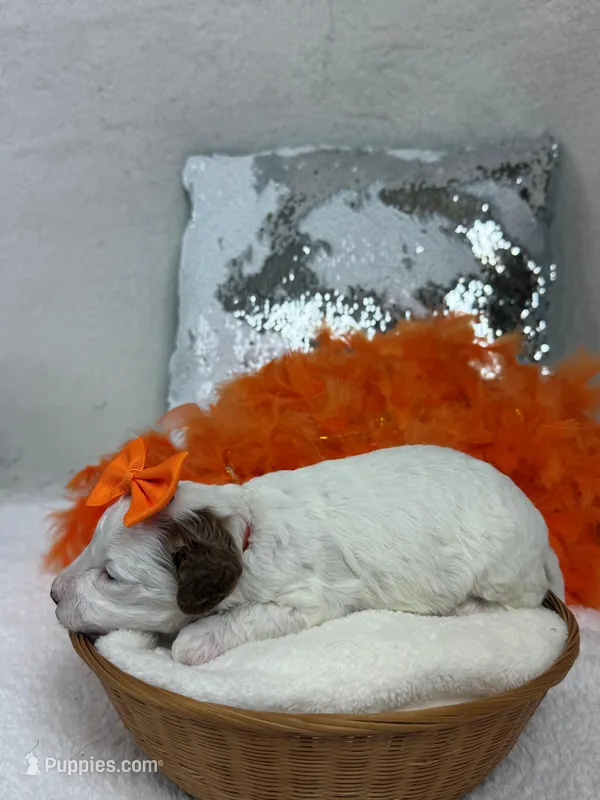 Ellie's Orange Girl – Cavapoo puppy for sale in Bullard, TX