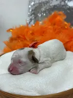 Ellie's Orange Girl, a female Cavapoo for sale in Bullard, TX – Photo 2 of 2