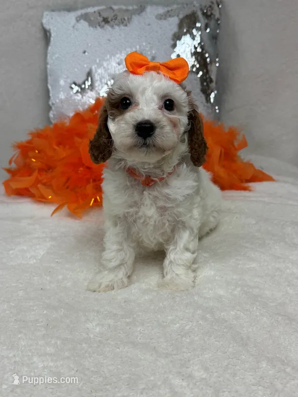 Ellie's Orange Girl – Cavapoo puppy for sale in Bullard, TX