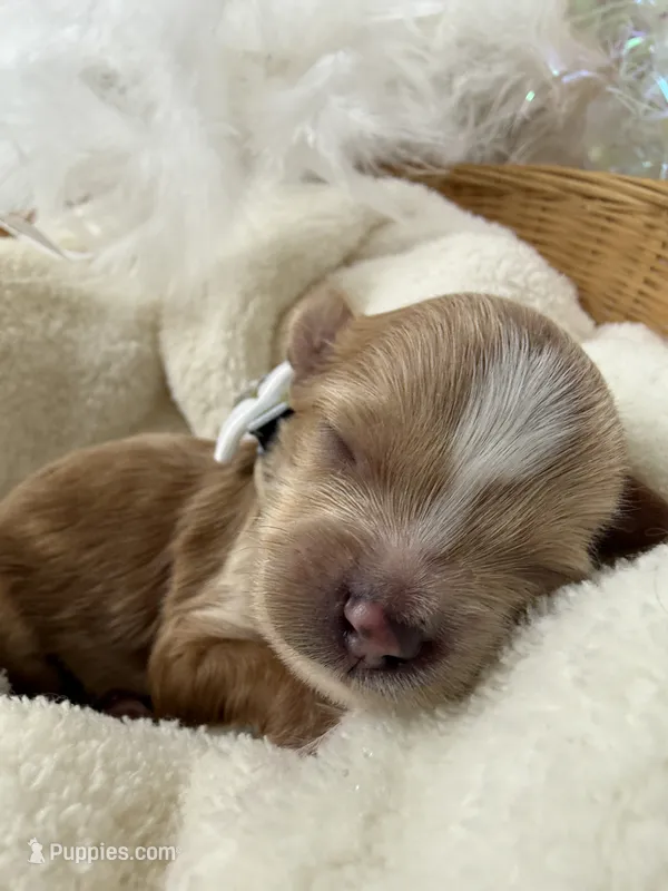 Riley's White Boy – Cavapoo puppy for sale in Bullard, TX