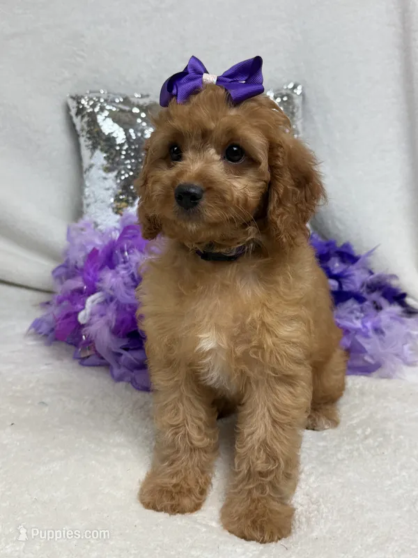 Mia's Purple Girl – Cavapoo puppy for sale in Bullard, TX