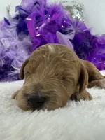 Peaches Purple Girl, a female Poodle - Miniature  for sale in Bullard, TX – 2 of 3