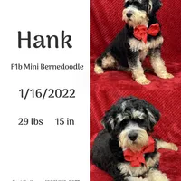 Hank, a male Miniature Bernedoodle for sale in Bullard, TX – Photo 2 of 2