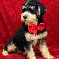Hank, a male Miniature Bernedoodle for sale in Bullard, TX – Photo 1 of 2