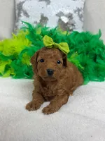 Mia's Green Girl, a female Cavapoo for sale in Bullard, TX – 3 of 7