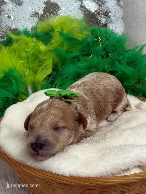 Tally's Green Boy – Poodle - Miniature  puppy for sale in Bullard, TX
