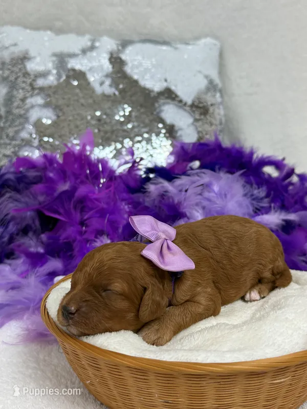 Mia's Purple Girl – Cavapoo puppy for sale in Bullard, TX