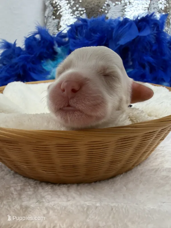 Kylie's Blue Boy – Cockapoo puppy for sale in Bullard, TX