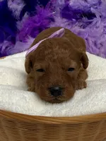 Scarlett's Purple Girl, a female Poodle - Miniature  for sale in Bullard, TX – 1 of 1