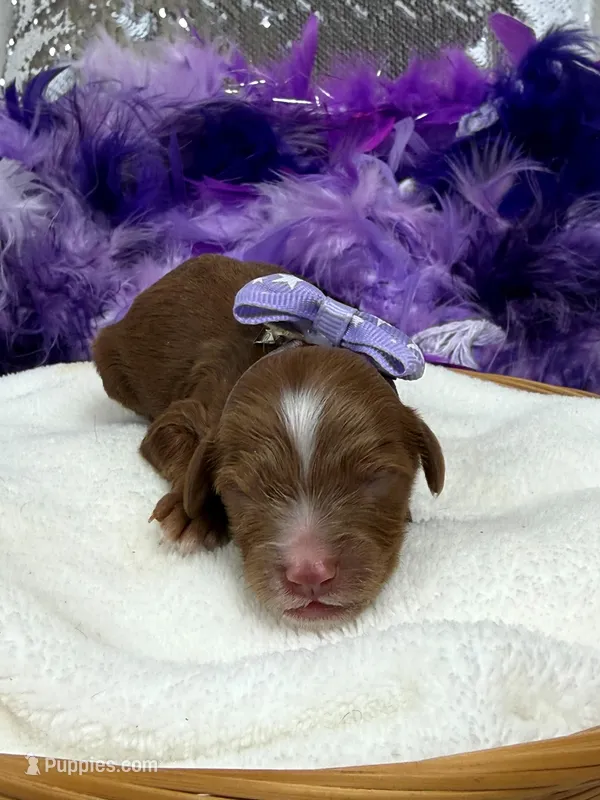 Ellie's Purple Girl – Cavapoo puppy for sale in Bullard, TX