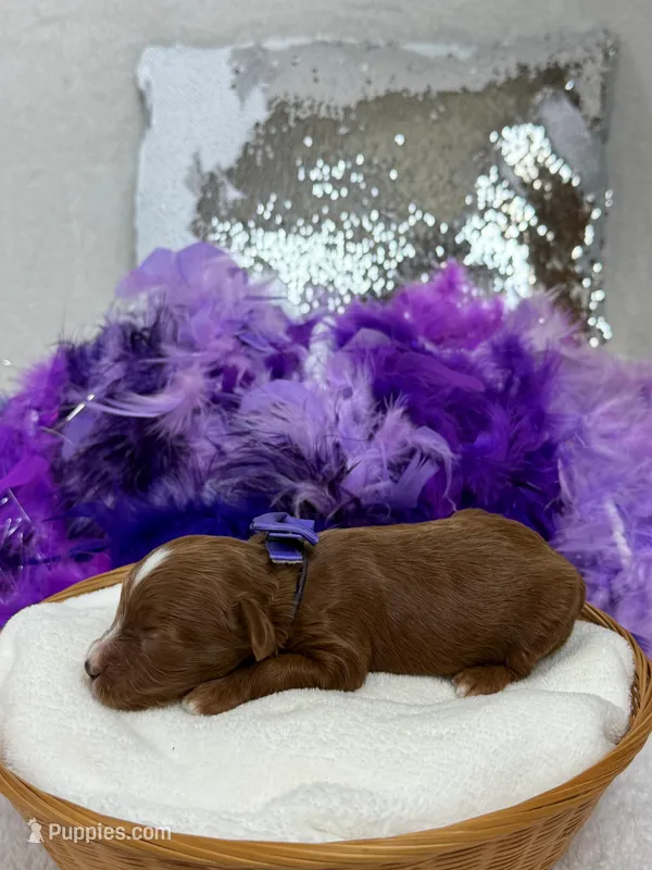 Ellie's Purple Girl – Cavapoo puppy for sale in Bullard, TX