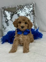 Cici's Blue Boy, a male Poodle - Miniature  for sale in Bullard, TX – 2 of 6