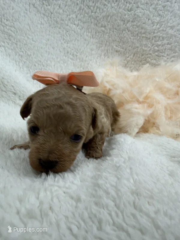 Chloe's Peach Girl – Maltipoo puppy for sale in Bullard, TX