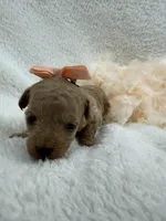Chloe's Peach Girl, a female Maltipoo for sale in Bullard, TX – 1 of 1
